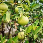 فيلة Ecologica Quinta Tizones سانتا كروز دي تينيريف