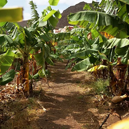 Ecologica Quinta Tizones סנטה קרוז דה טנריף