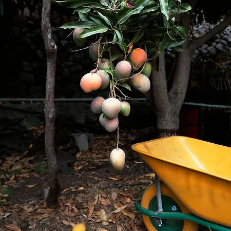 Ecologica Quinta Tizones * סנטה קרוז דה טנריף