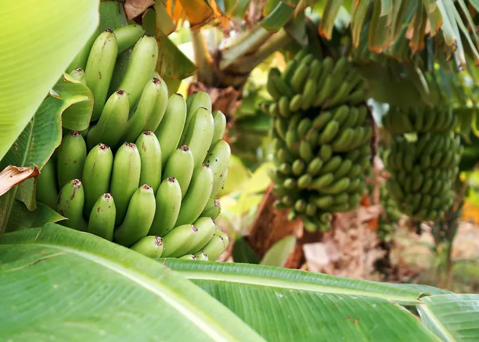 Ecologica Quinta Tizones فيلة