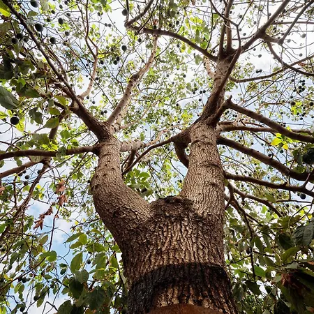 Ecologica Quinta Tizones, Casa Aguacate 산타크루스데 테네리페