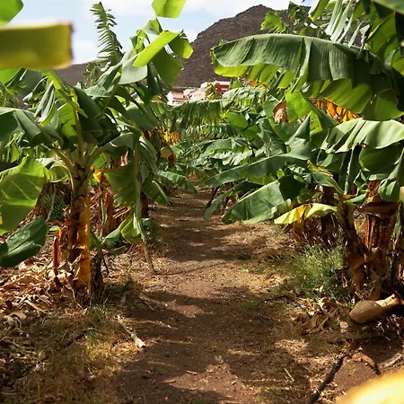 Ecologica Quinta Tizones, Casa Aguacate 산타크루스데 테네리페