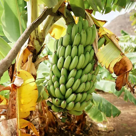 빌라 Ecologica Quinta Tizones, Casa Aguacate