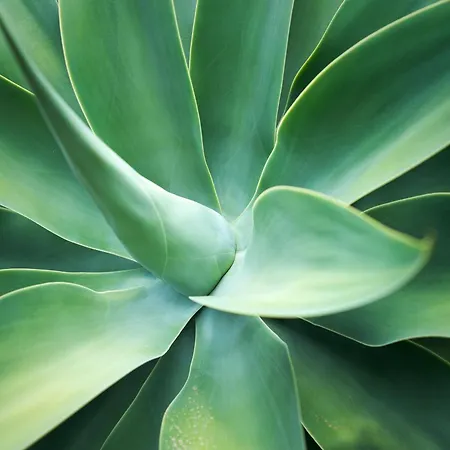 Ecologica Quinta Tizones Villa Santa Cruz de Tenerife