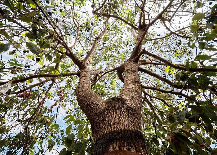 Ecológica Quinta Tizones Santa Cruz de Tenerife