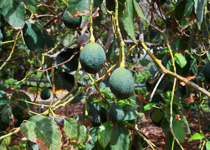 Ecologica Quinta Tizones