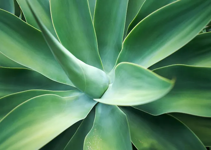 Ecológica Quinta Tizones Villa Santa Cruz de Tenerife