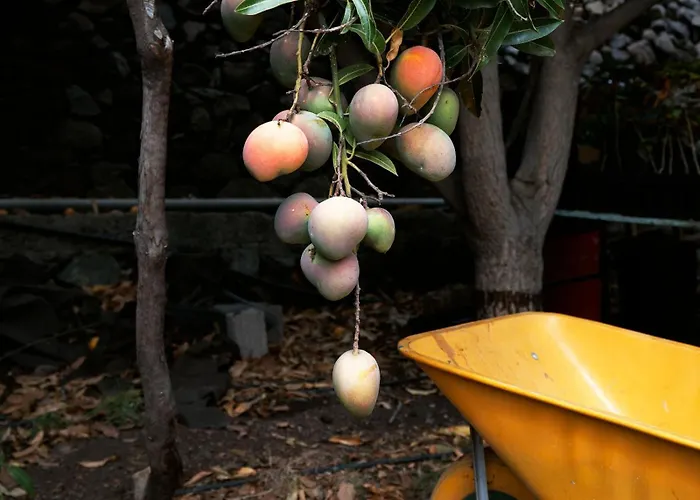 Ecológica Quinta Tizones * Santa Cruz de Tenerife