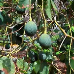 Ecologica Quinta Tizones