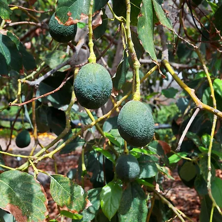 Ecologica Quinta Tizones