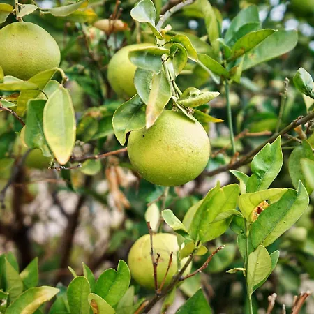 Villa Ecologica Quinta Tizones Santa Cruz de Tenerife