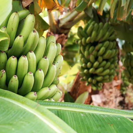 Ecologica Quinta Tizones Willa