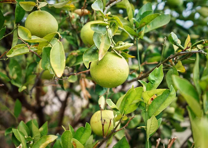 Villa Ecologica Quinta Tizones Santa Cruz de Tenerife