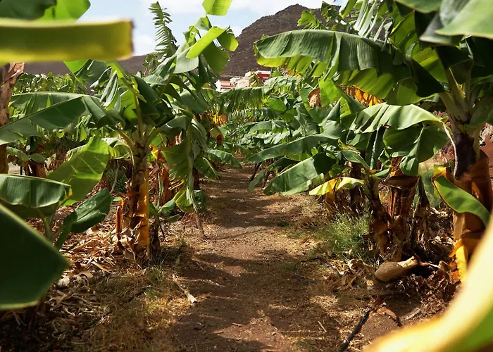 Ecologica Quinta Tizones Santa Cruz de Tenerife